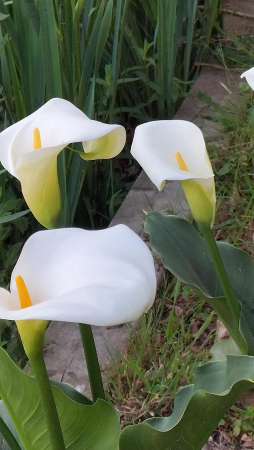 مبيت وإفطار Le Moulin De Saubrigues المظهر الخارجي الصورة